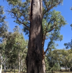 Eucalyptus viridis at Higgins Woodland - 22 Feb 2024
