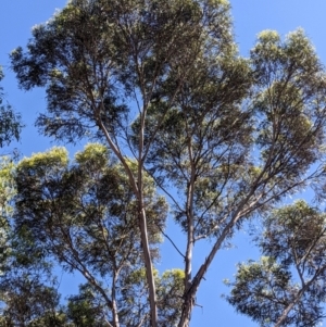 Eucalyptus viridis at Higgins Woodland - 22 Feb 2024