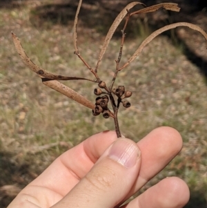 Eucalyptus viridis at Higgins Woodland - 22 Feb 2024