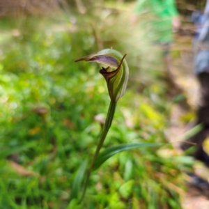 Pterostylis abrupta at suppressed - 21 Feb 2024