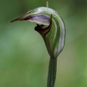 Pterostylis abrupta at suppressed - 21 Feb 2024