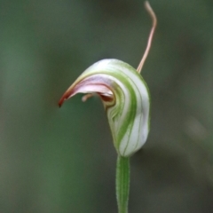 Pterostylis abrupta at suppressed - 21 Feb 2024