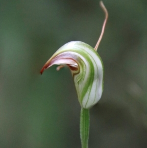 Pterostylis abrupta at suppressed - 21 Feb 2024