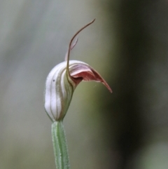 Pterostylis abrupta at suppressed - 21 Feb 2024