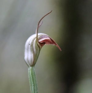 Pterostylis abrupta at suppressed - 21 Feb 2024