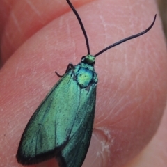 Pollanisus viridipulverulenta (Satin-green Forester) at Mulligans Flat - 4 Nov 2023 by michaelb