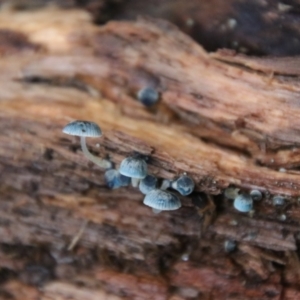 Mycena interrupta at Cathedral Rock National Park - 21 Feb 2024