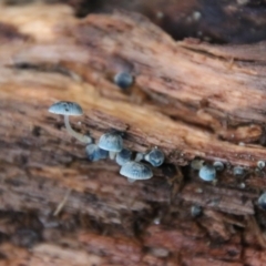 Mycena interrupta at Cathedral Rock National Park - 21 Feb 2024