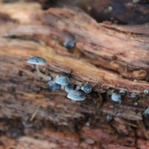 Mycena interrupta at Cathedral Rock National Park - 21 Feb 2024 03:02 PM
