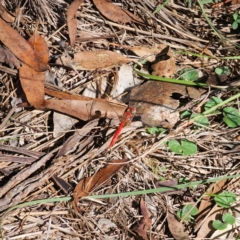 Diplacodes haematodes (Scarlet Percher) at Oxley Wild Rivers National Park - 21 Feb 2024 by Csteele4