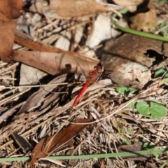 Diplacodes haematodes at Oxley Wild Rivers National Park - 21 Feb 2024 09:24 AM