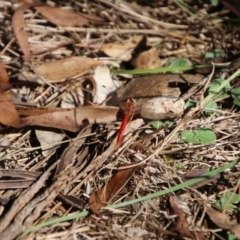 Diplacodes haematodes at Oxley Wild Rivers National Park - 21 Feb 2024 09:24 AM