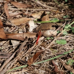 Diplacodes haematodes at Oxley Wild Rivers National Park - 21 Feb 2024 09:24 AM