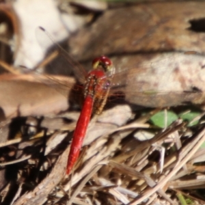 Diplacodes haematodes at Oxley Wild Rivers National Park - 21 Feb 2024 09:24 AM