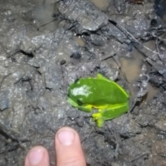 Litoria chloris (Red-eyed Tree Frog) at Gleniffer, NSW - 20 Feb 2024 by NJ