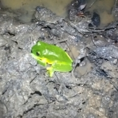 Litoria chloris at Gleniffer, NSW - 20 Feb 2024 10:06 PM