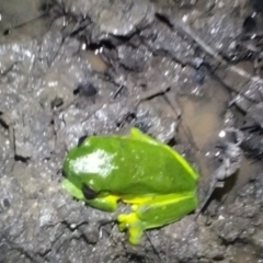 Litoria chloris at Gleniffer, NSW - 20 Feb 2024 10:06 PM