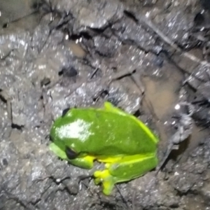 Litoria chloris at Gleniffer, NSW - 20 Feb 2024