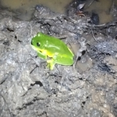 Litoria chloris at Gleniffer, NSW - 20 Feb 2024 10:06 PM