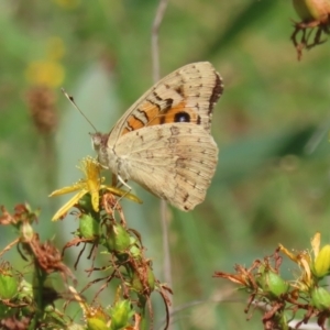 Hypericum perforatum at Ainslie, ACT - 30 Jan 2024