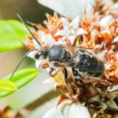 Lipotriches sp. (genus) (Halictid bee) at Acton, ACT - 12 Feb 2024 by MichaelMulvaney