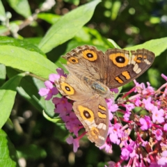 Junonia villida at QPRC LGA - 22 Feb 2024