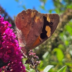 Heteronympha merope (Common Brown Butterfly) at QPRC LGA - 22 Feb 2024 by MatthewFrawley