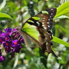 Graphium macleayanum (Macleay's Swallowtail) at QPRC LGA - 22 Feb 2024 by MatthewFrawley