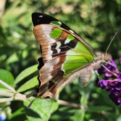 Graphium macleayanum at QPRC LGA - 22 Feb 2024