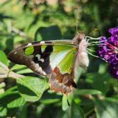 Graphium macleayanum at QPRC LGA - 22 Feb 2024