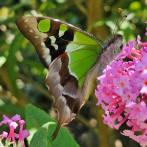 Graphium macleayanum at QPRC LGA - 22 Feb 2024