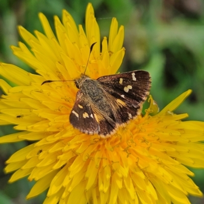 Dispar compacta (Barred Skipper) at Braidwood, NSW - 22 Feb 2024 by MatthewFrawley