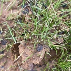 Isolepis cernua (Slender Clubrush) at Mt Holland - 19 Feb 2024 by JaneR