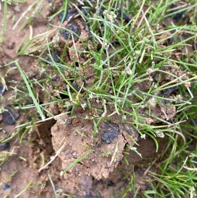 Isolepis cernua (Slender Clubrush) at Tinderry, NSW - 19 Feb 2024 by JaneR