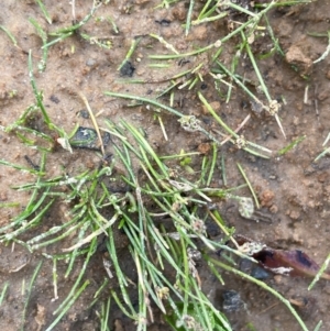 Isolepis cernua at Mt Holland - 19 Feb 2024 04:21 PM