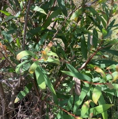 Hakea salicifolia subsp. salicifolia (Willow-leaved Hakea) at The Fair, Watson - 19 Feb 2024 by waltraud