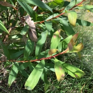 Hakea salicifolia subsp. salicifolia at The Fair, Watson - 19 Feb 2024