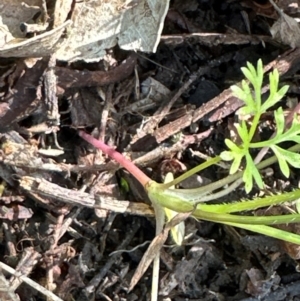 Daucus glochidiatus at Kangaroo Valley, NSW - suppressed