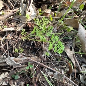 Daucus glochidiatus at Kangaroo Valley, NSW - suppressed