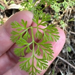 Daucus glochidiatus at Kangaroo Valley, NSW - suppressed