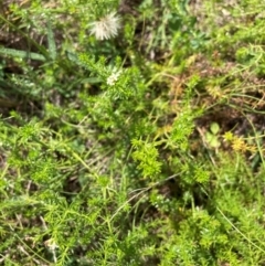 Asperula conferta (Common Woodruff) at Watson, ACT - 19 Feb 2024 by waltraud