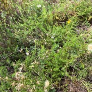 Asperula conferta at Mount Majura - 19 Feb 2024 12:05 PM