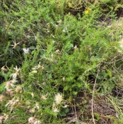 Vittadinia muelleri (Narrow-leafed New Holland Daisy) at Mount Majura - 19 Feb 2024 by waltraud