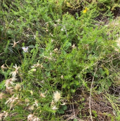 Vittadinia muelleri (Narrow-leafed New Holland Daisy) at Mount Majura - 19 Feb 2024 by waltraud