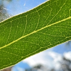 Eucalyptus mannifera subsp. mannifera at Legacy Park Woodland Reserve - 22 Feb 2024