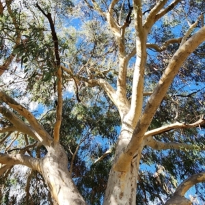 Eucalyptus mannifera subsp. mannifera at Legacy Park Woodland Reserve - 22 Feb 2024