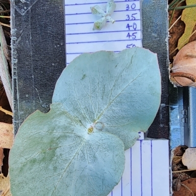 Eucalyptus cinerea subsp. cinerea (Argyle Apple) at Legacy Park Woodland Reserve - 22 Feb 2024 by Steve818