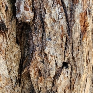 Eucalyptus cinerea subsp. cinerea at Legacy Park Woodland Reserve - 22 Feb 2024