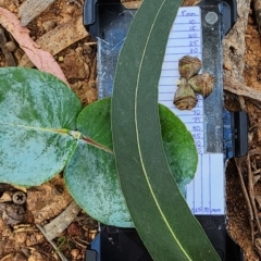 Eucalyptus globulus subsp. bicostata (Southern Blue Gum, Eurabbie) at Campbell, ACT - 22 Feb 2024 by Steve818