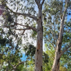 Eucalyptus bicostata at Legacy Park Woodland Reserve - 22 Feb 2024